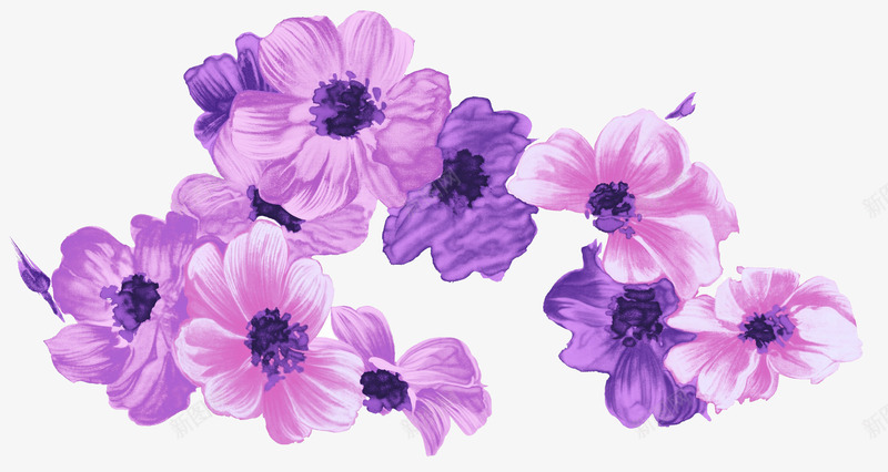 几朵盛开的装饰紫色花png免抠素材_新图网 https://ixintu.com 盛放 紫色 花 装饰