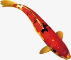 红底金游动的红底金纹鲤鱼高清图片