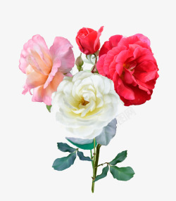 花瓣红色盛开单支玫瑰多色玫瑰花高清图片