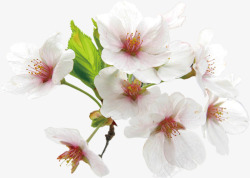 盛开的白色花朵素材
