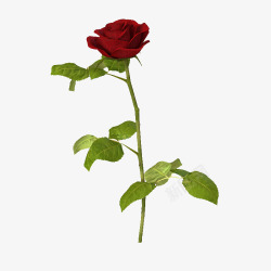 单花瓣花瓣红色盛开单支玫瑰高清图片