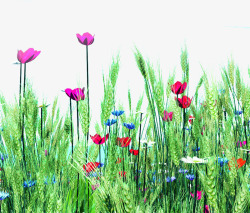 摄影草丛花卉植物效果素材