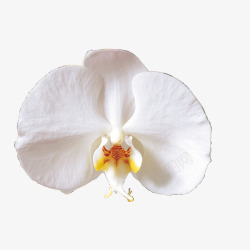 白色蝴蝶花纯白色的花高清图片