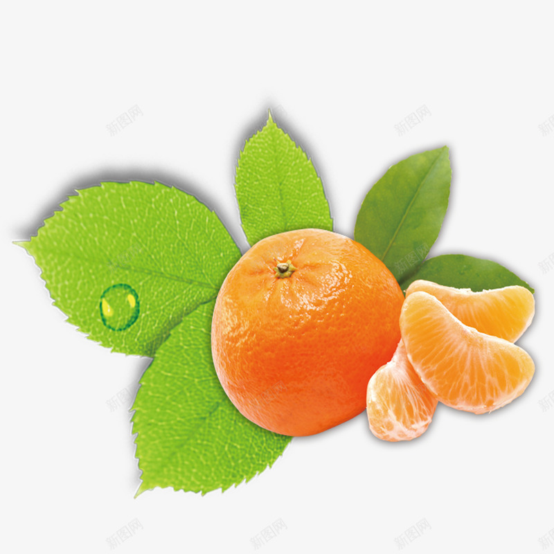 橘子png免抠素材_新图网 https://ixintu.com 带露珠的树叶 橘子 橘子瓣