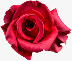 盛开的艳丽红玫瑰素材