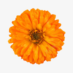 香艳橙色有观赏价值的盛开的一朵大花高清图片