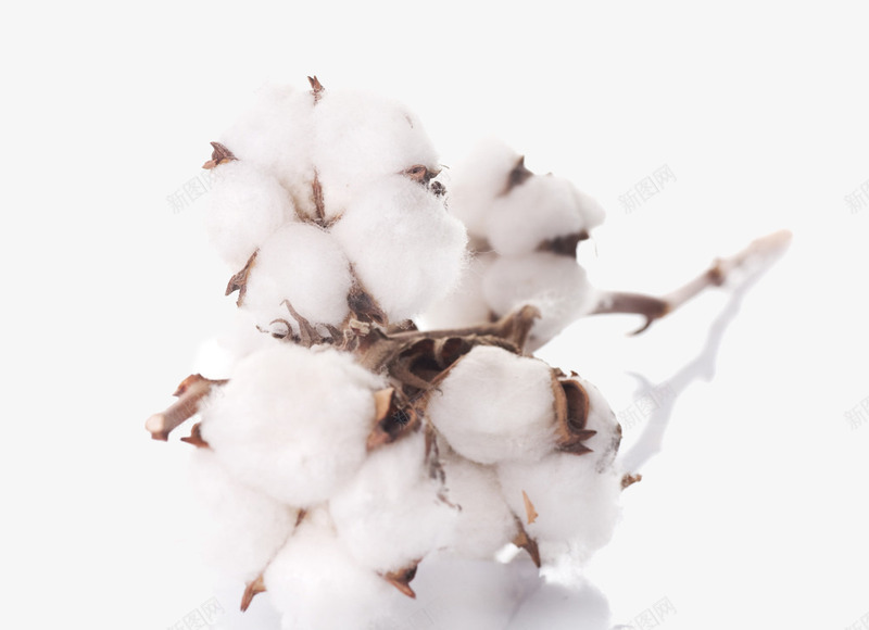 棉花png免抠素材_新图网 https://ixintu.com 保暖 农作物 家纺 棉 棉花 白色 面膜布