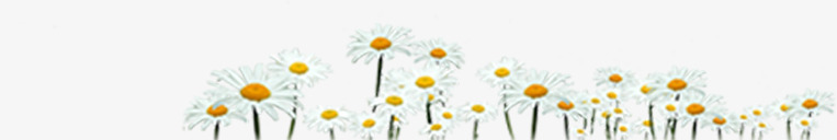 手绘户外白色小花花朵png免抠素材_新图网 https://ixintu.com 户外 白色 花朵
