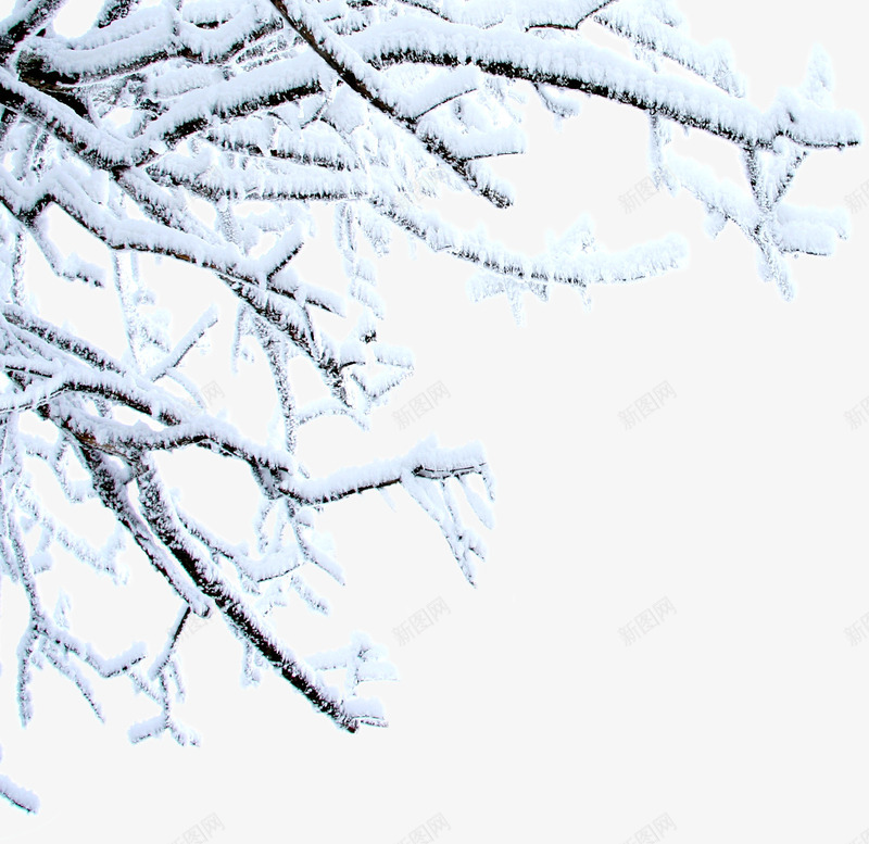 白色纯净冬日树枝png免抠素材_新图网 https://ixintu.com 冬日 树枝 白色 纯净