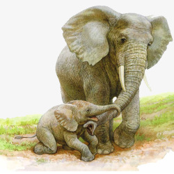 大象和小象素材