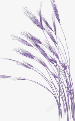 紫色麦穗素材