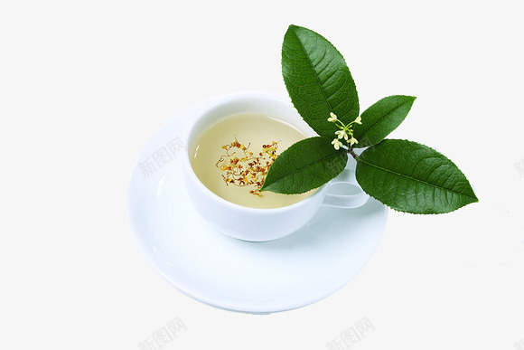 装饰茶杯png免抠素材_新图网 https://ixintu.com 花 茶杯 茶类 薄荷