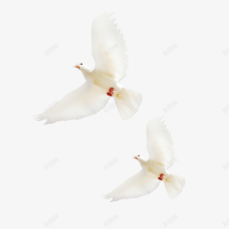 和平鸽子白色格子飞舞png免抠素材_新图网 https://ixintu.com 免抠 和平鸽 白色给子 飞舞鸽子