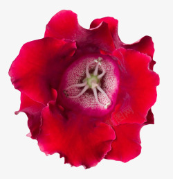 开苞红色有观赏性没盛开的一朵大花实高清图片