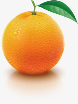 写实橙子矢量图素材