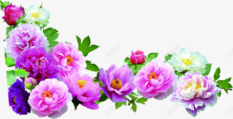 绿叶紫色盛开花朵png免抠素材_新图网 https://ixintu.com 盛开 紫色 绿叶 花朵