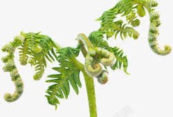 厚囊蕨纲天星蕨植物幼芽高清图片