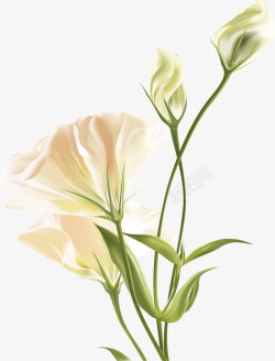 白色唯美纯洁花朵植物素材