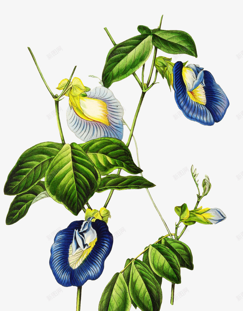 手绘花朵png免抠素材_新图网 https://ixintu.com 写实花卉 彩铅花卉 植物 花朵 蓝色