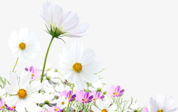 白色纯洁田园花朵素材