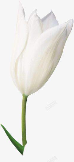 白色唯美清纯花朵素材