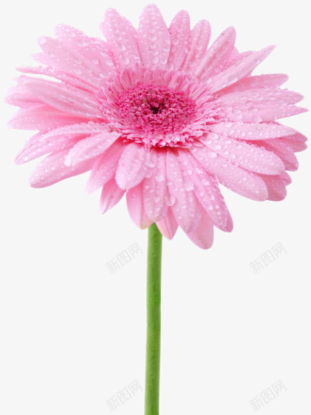 新鲜粉色盛开花朵创意png免抠素材_新图网 https://ixintu.com 创意 新鲜 盛开 粉色 花朵