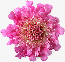 粉色盛开花朵母亲节花束素材