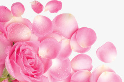 粉色露珠花朵玫瑰花瓣素材