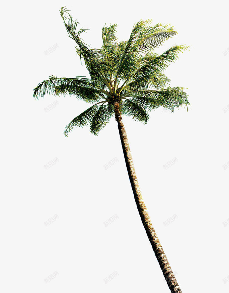 沙滩植物椰子树特色景点png免抠素材_新图网 https://ixintu.com 植物 椰子树 沙滩 特色景点