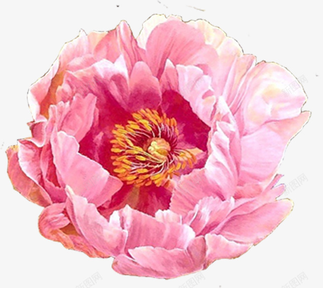 粉色水彩花朵盛开装饰png免抠素材_新图网 https://ixintu.com 水彩 盛开 粉色 花朵 装饰