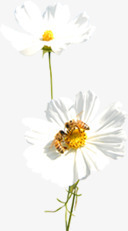 白色纯洁花朵美景png免抠素材_新图网 https://ixintu.com 白色 纯洁 美景 花朵
