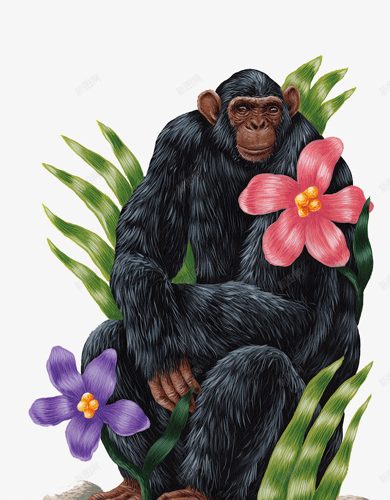 花丛中的黑猩猩png免抠素材_新图网 https://ixintu.com 爱花的猩猩 草丛中的猩猩 黑色的猩猩