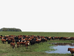 草原牛群农场牛群高清图片