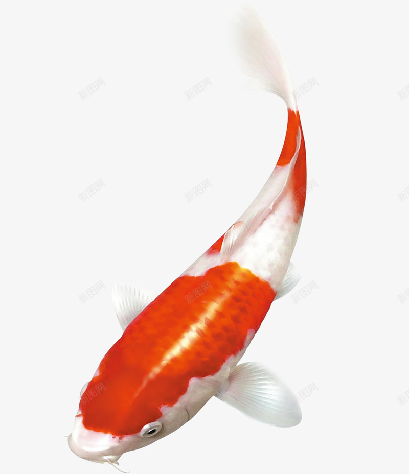再游的鲤鱼png免抠素材_新图网 https://ixintu.com PNG素材 免费PNG素材 免费素材 手绘 橙色 白色