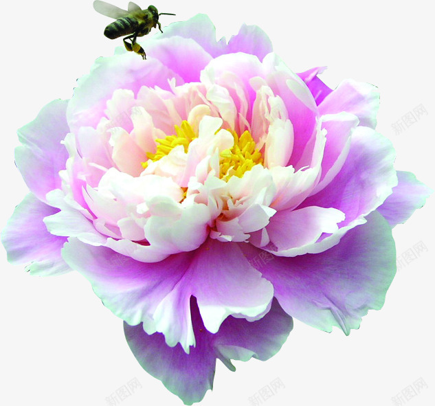 紫色盛开花朵蜜蜂png免抠素材_新图网 https://ixintu.com 盛开 紫色 花朵 蜜蜂