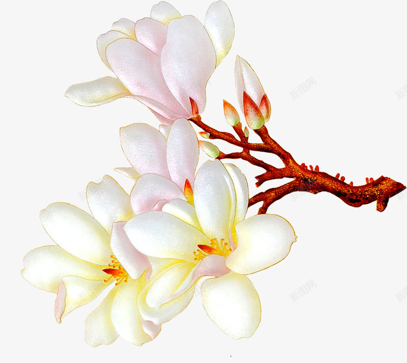 白色唯美纯洁花朵png免抠素材_新图网 https://ixintu.com 白色 纯洁 花朵 设计