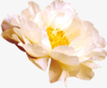 白色盛开花朵元素png免抠素材_新图网 https://ixintu.com 元素 白色 盛开 花朵