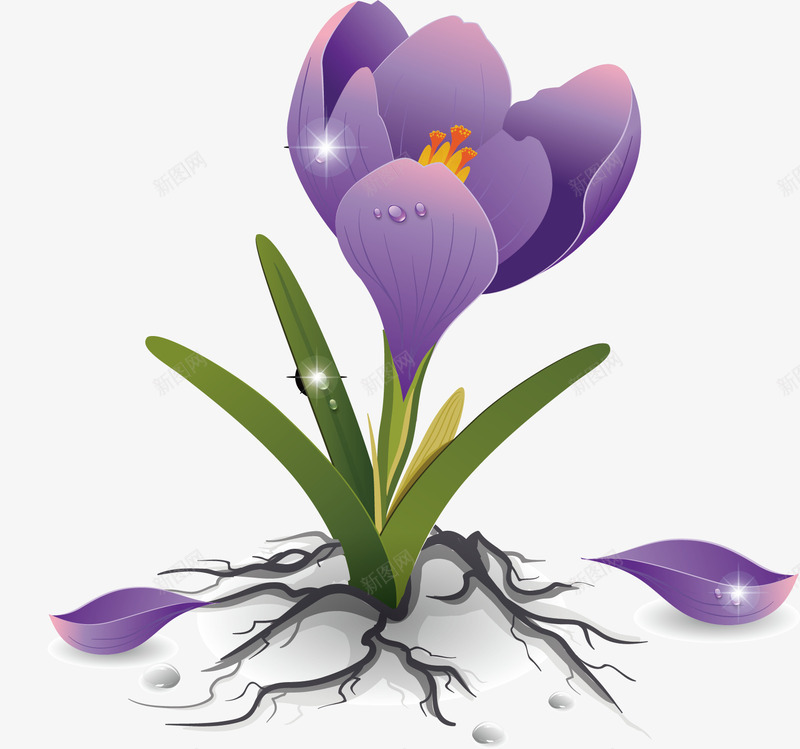 紫色盛开的花根花卉png免抠素材_新图网 https://ixintu.com 根 盛开的花 紫色 花卉