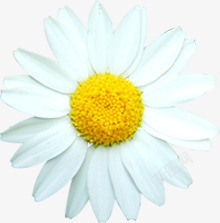 白色唯美盛开完整花朵素材