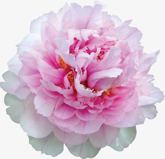 粉色鲜花花朵盛开植物png免抠素材_新图网 https://ixintu.com 植物 盛开 粉色 花朵 鲜花