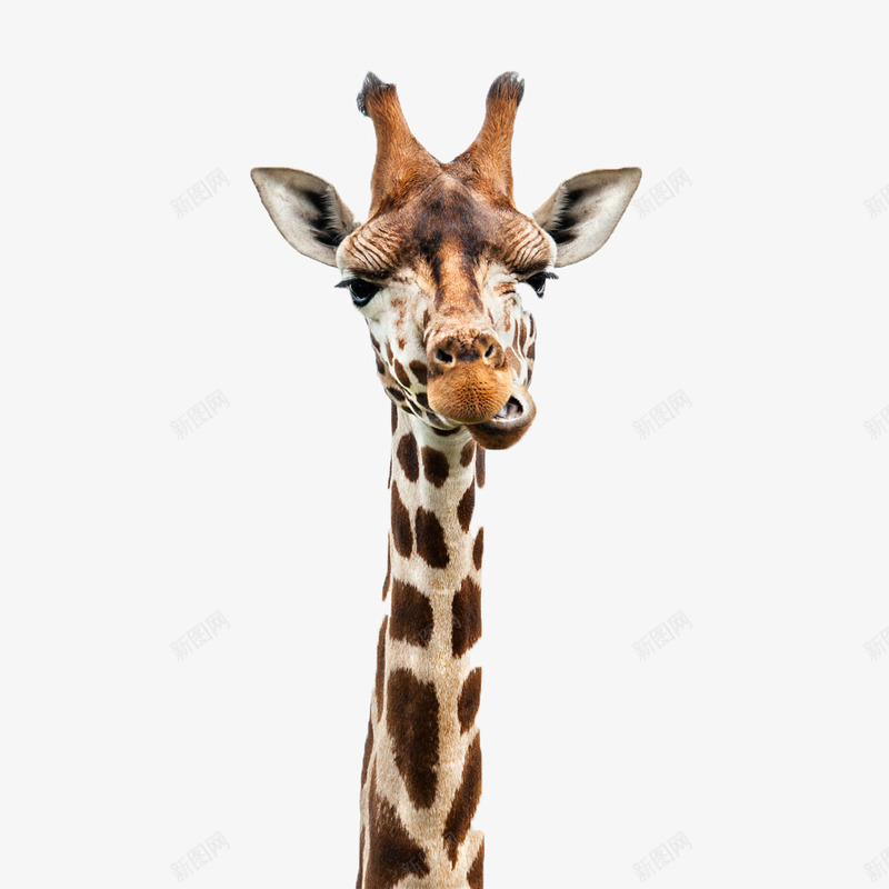 一只长颈鹿png免抠素材_新图网 https://ixintu.com 动物 斑点 生态 长脖子