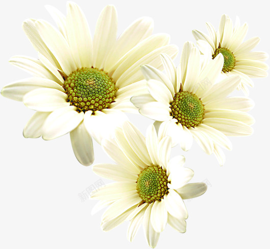 白色重阳纯净花朵png免抠素材_新图网 https://ixintu.com 白色 纯净 花朵 重阳