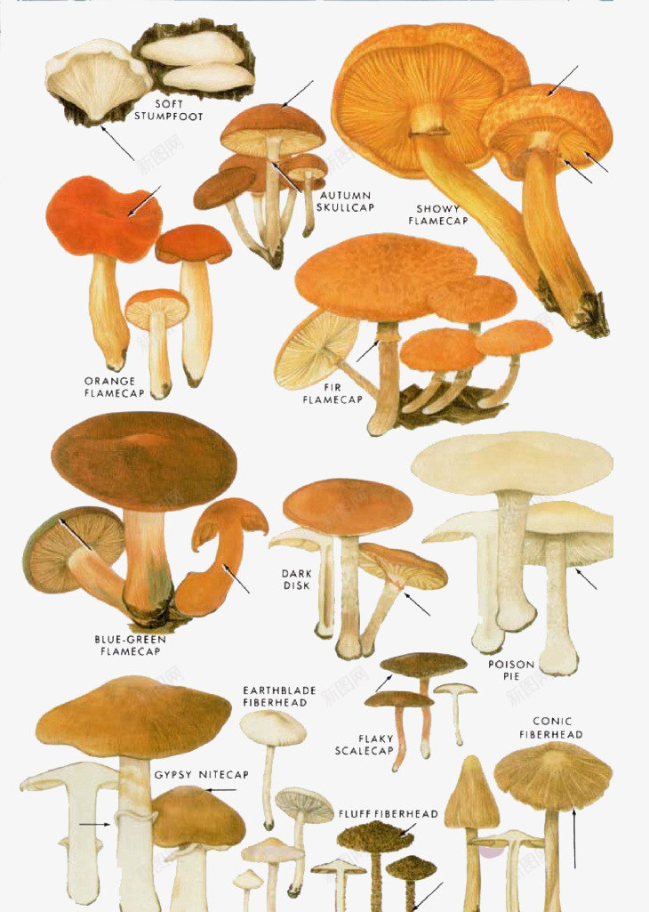卡通黄色香菇png免抠素材_新图网 https://ixintu.com 植物 生态农业 菌类植物 蘑菇 食材 香菇