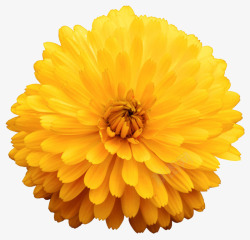 黄色有观赏性大花蕾一朵大花实物素材