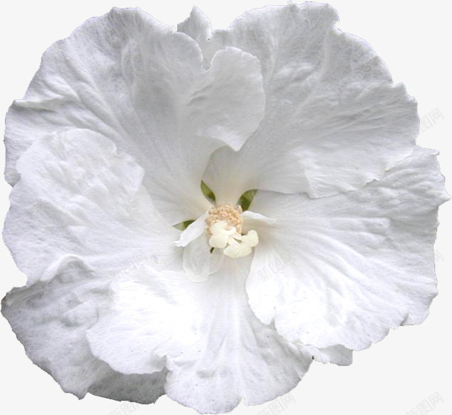 白色花朵特写png免抠素材_新图网 https://ixintu.com 一朵花 白色的花朵 花卉 花朵特写 装饰