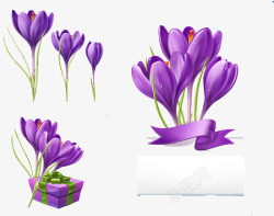紫色水仙花素材