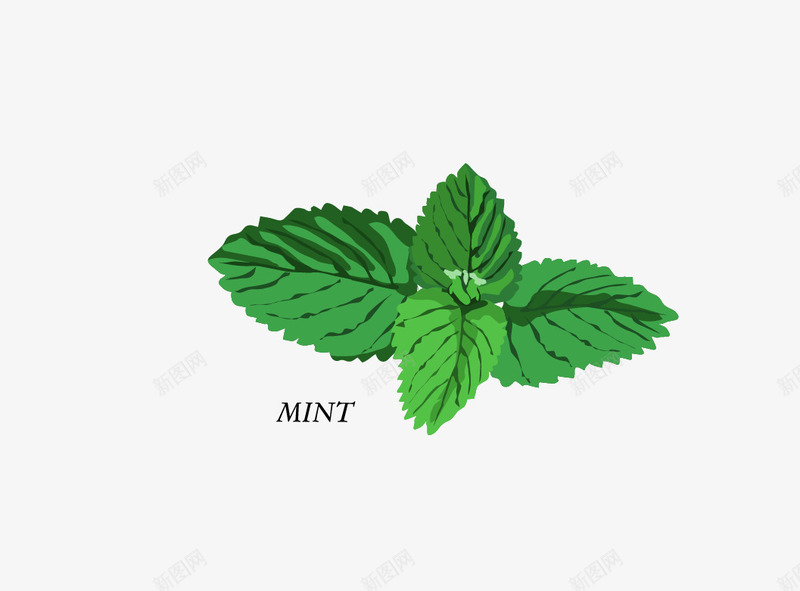 薄荷树矢量图eps免抠素材_新图网 https://ixintu.com 薄荷 薄荷叶子 薄荷树 矢量图