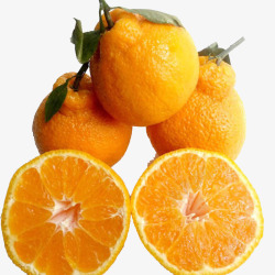 柑橘类柑橘类水果四川特色丑桔高清图片