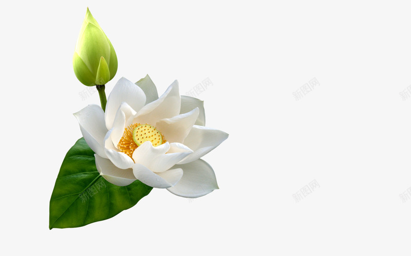 白色洁白花朵png免抠素材_新图网 https://ixintu.com 洁白 白色 纯洁 花朵 雅致
