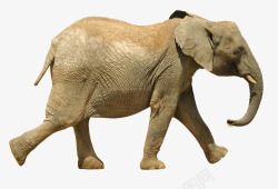 一只行走的大象素材